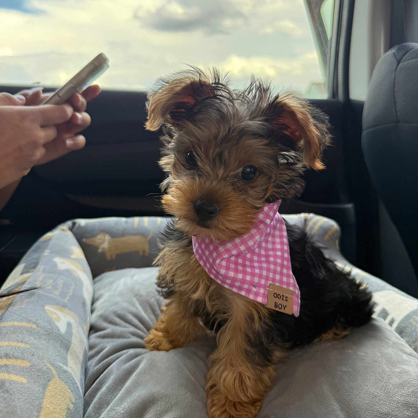 Mochi joined the competition — help win amazing prizes! puppy, dog, pet, bandana, pink, cute, small_dog, car_interior, dog_bed, cushion, person, hand, smartphone, window, sky, clouds, fur, ears, sitting, looking