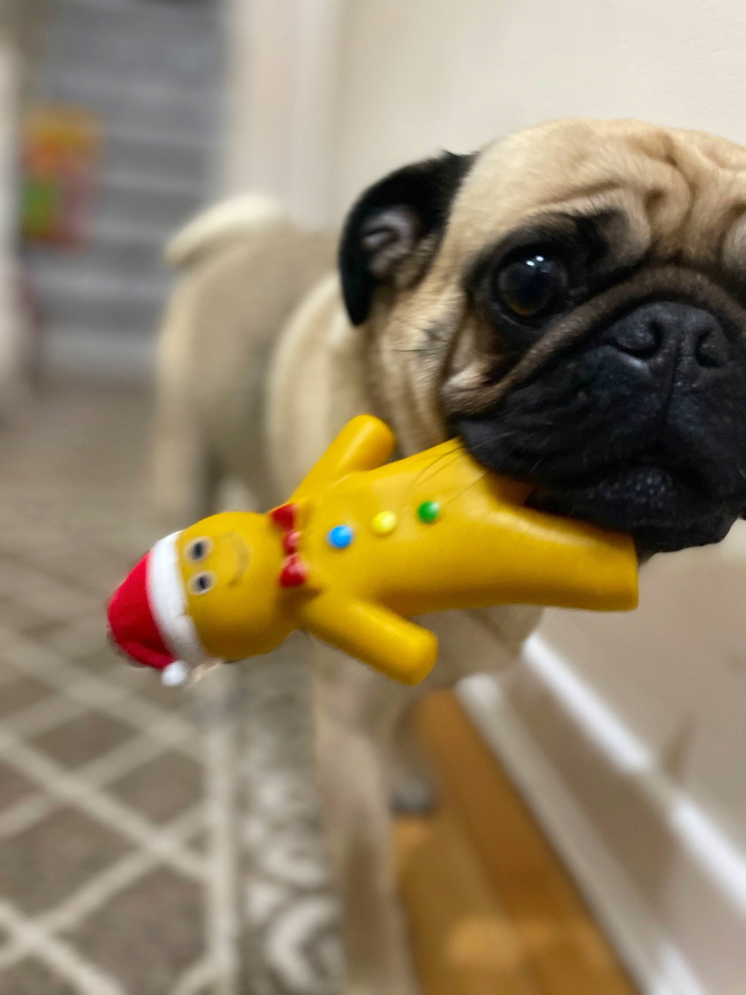 Pearl is registered to the contest to win money with this photo: _geese_and_swans, canidae, carnivore, companion_dog, dog, dog_breed, dog_supply, ducks, fawn, grass, personal_protective_equipment, plastic, pug, snout, sporting_group, terrestrial_animal, toy, toy_dog, whiskers, working_animal
