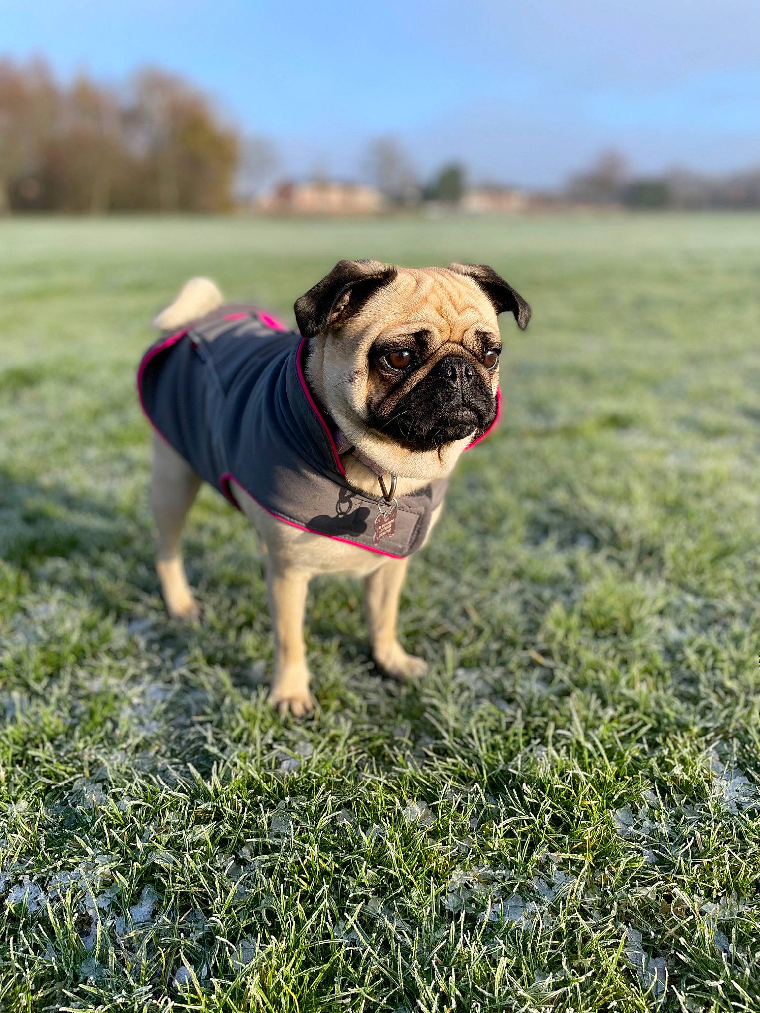 Pearl joined the competition — help win amazing prizes! bulldog, canidae, carnivore, collar, companion_dog, dog, dog_breed, dog_supply, fawn, grass, grassland, plant, pug, sky, snout, soil, sporting_group, toy_dog, tree, wrinkle