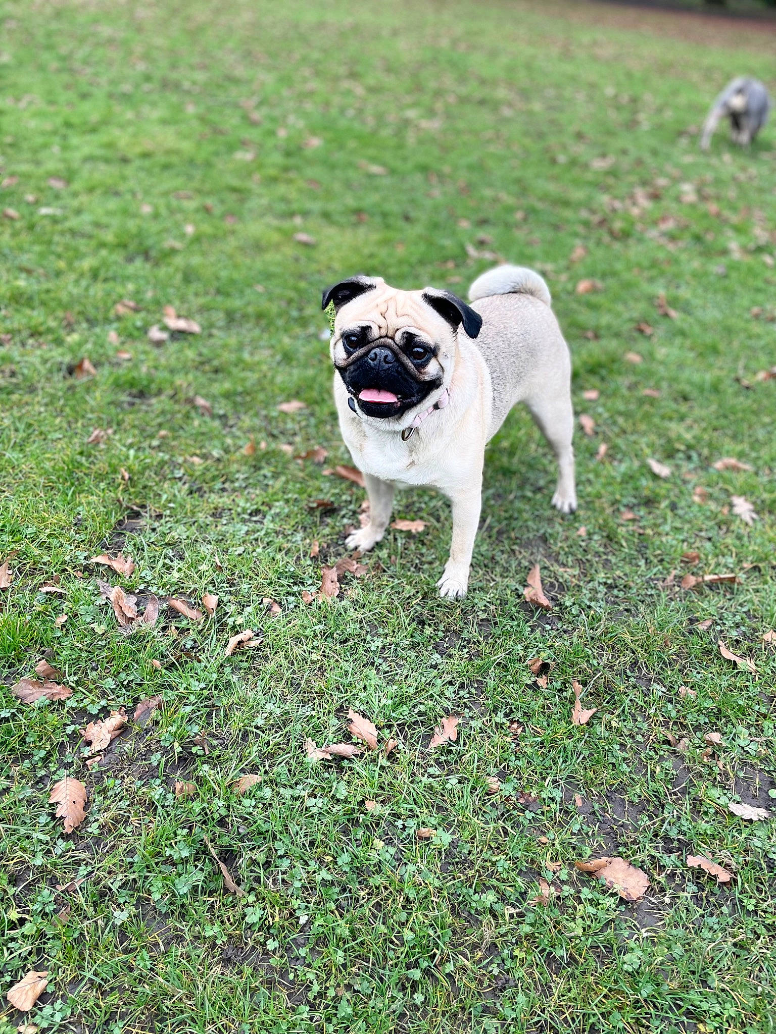 Pearl joined the competition — help win amazing prizes! bulldog, canidae, carnivore, companion_dog, dog, dog_breed, fawn, garden, grass, grassland, groundcover, lawn, plant, pug, soil, sporting_group, tail, toy_dog, working_animal, yard