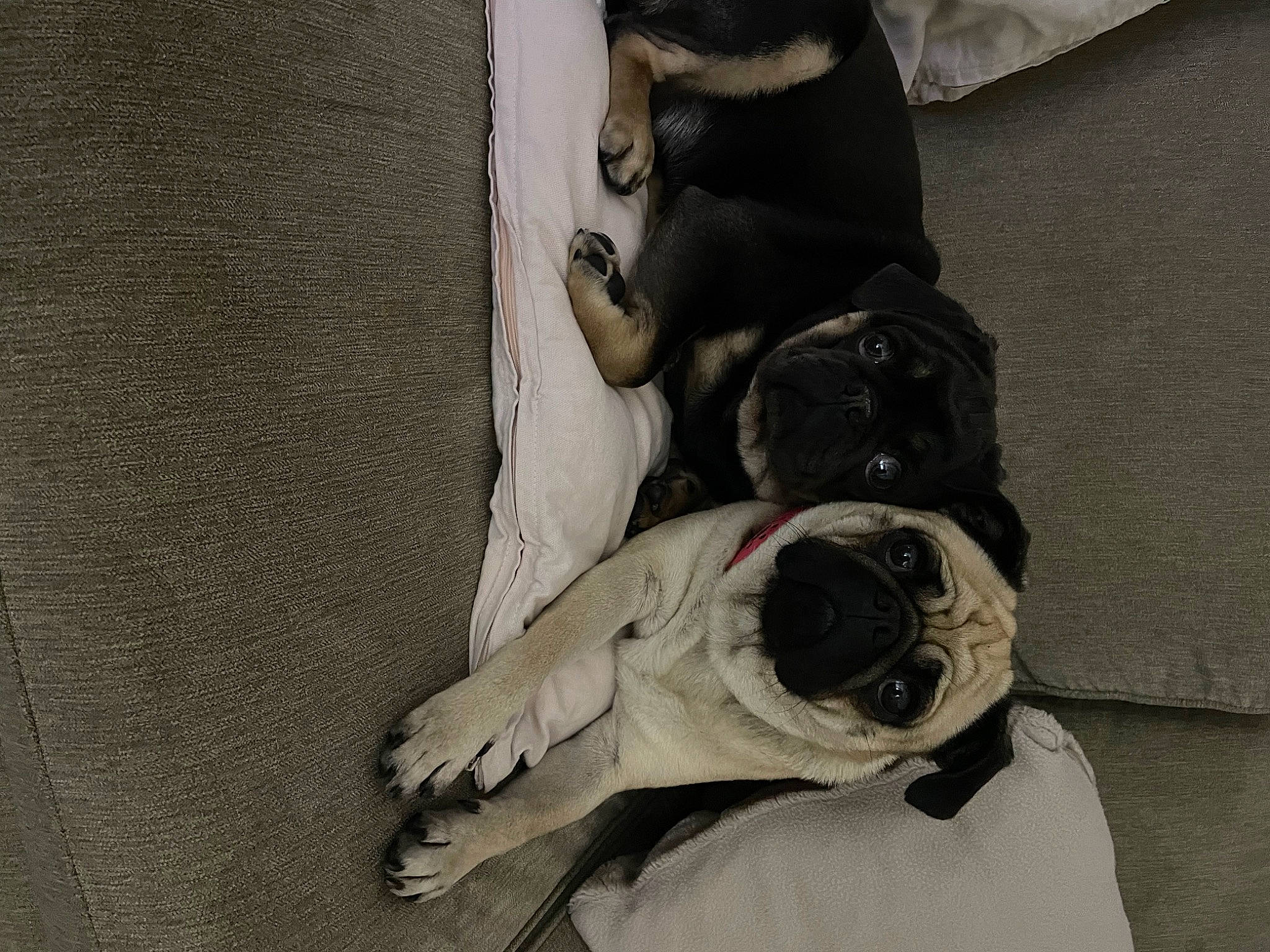 Prince is registered to the contest to win money with this photo: art, bag, camera, camera_lens, cameras_optics, canidae, carnivore, comfort, dog_breed, eyewear, fashion_accessory, grey, linens, luggage_and_bags, monochrome, personal_protective_equipment, single_lens_reflex_camera, sporting_group, visual_arts, wood