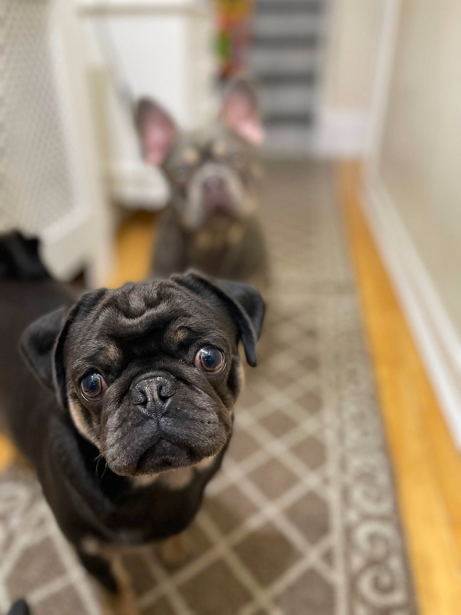 Prince joined the competition — help win amazing prizes! carnivore, companion_dog, dog, dog_breed, fawn, flooring, french_bulldog, fur, hardwood, molosser, non_sporting_group, pug, snout, sporting_group, terrestrial_animal, toy_dog, whiskers, wood, working_animal, wrinkle