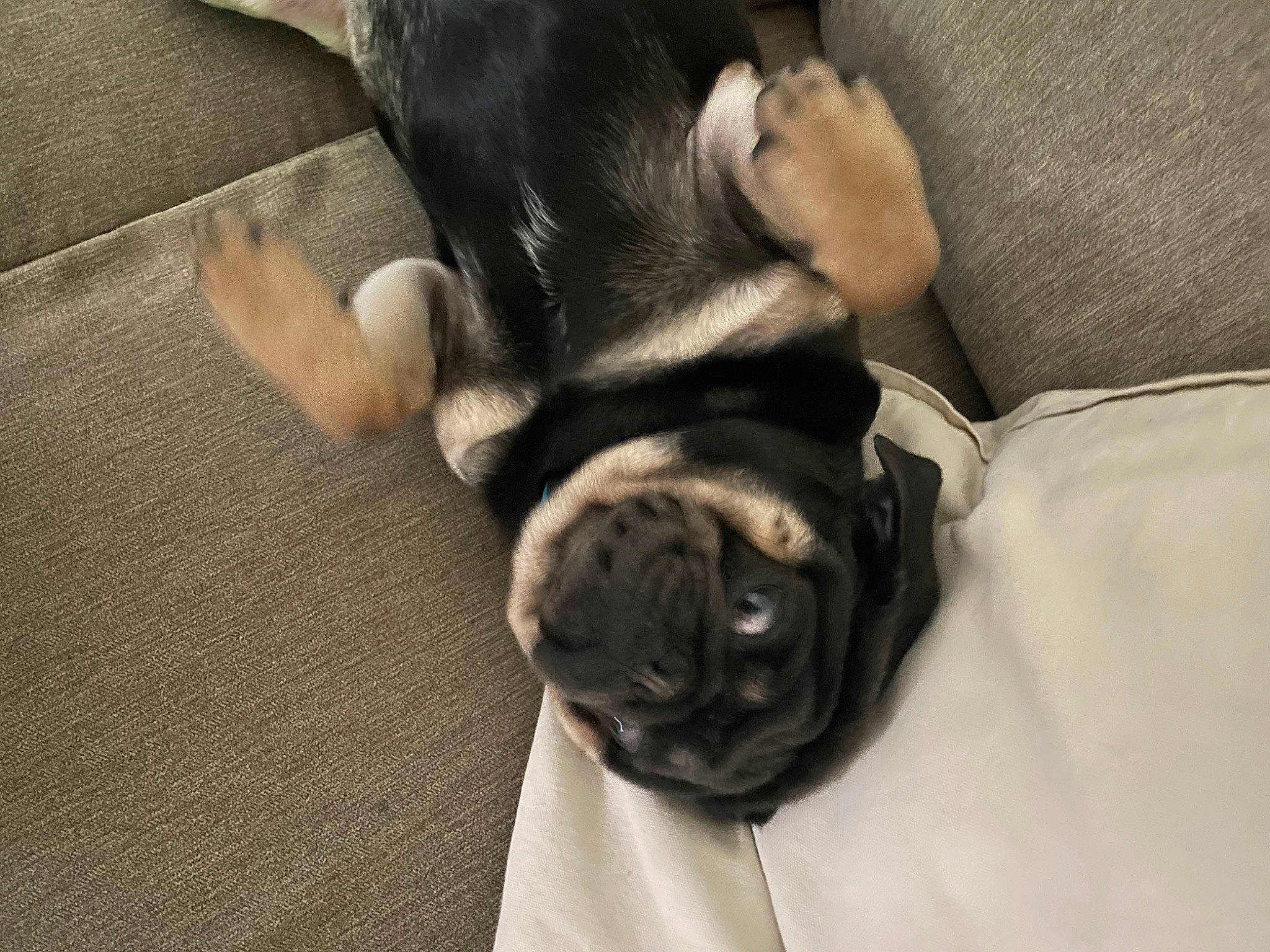 Prince is registered to the contest to win money with this photo: bulldog, canidae, carnivore, comfort, companion_dog, dog, dog_breed, fawn, french_bulldog, fur, grey, paw, pug, snout, sporting_group, tail, toy_dog, whiskers, working_animal, wrinkle