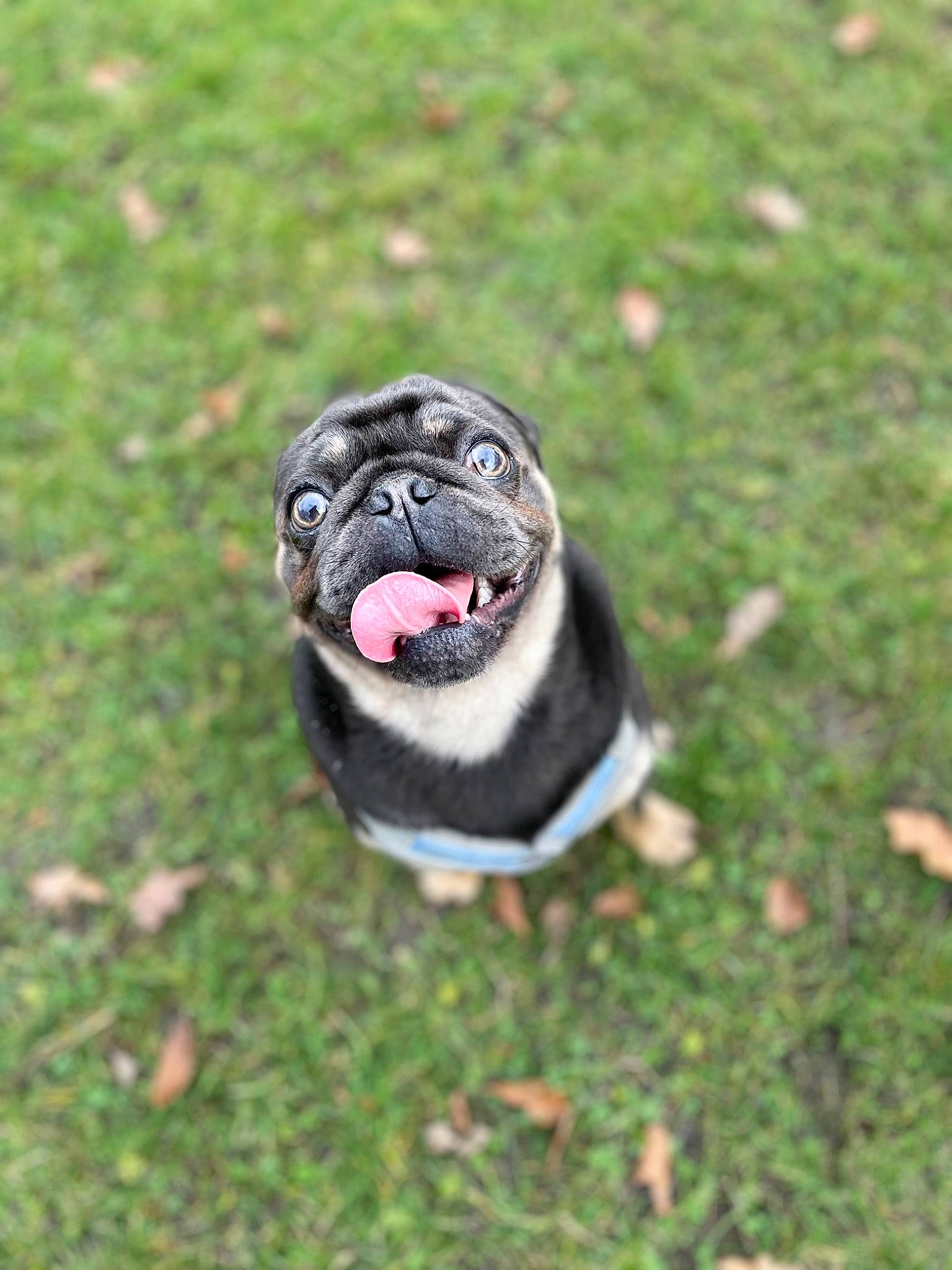 Prince is registered to the contest to win money with this photo: bulldog, carmine, carnivore, companion_dog, dog, dog_breed, fawn, grass, lawn, leash, lure_coursing, plant, pug, snout, sporting_group, tail, terrestrial_animal, toy, toy_dog, whiskers