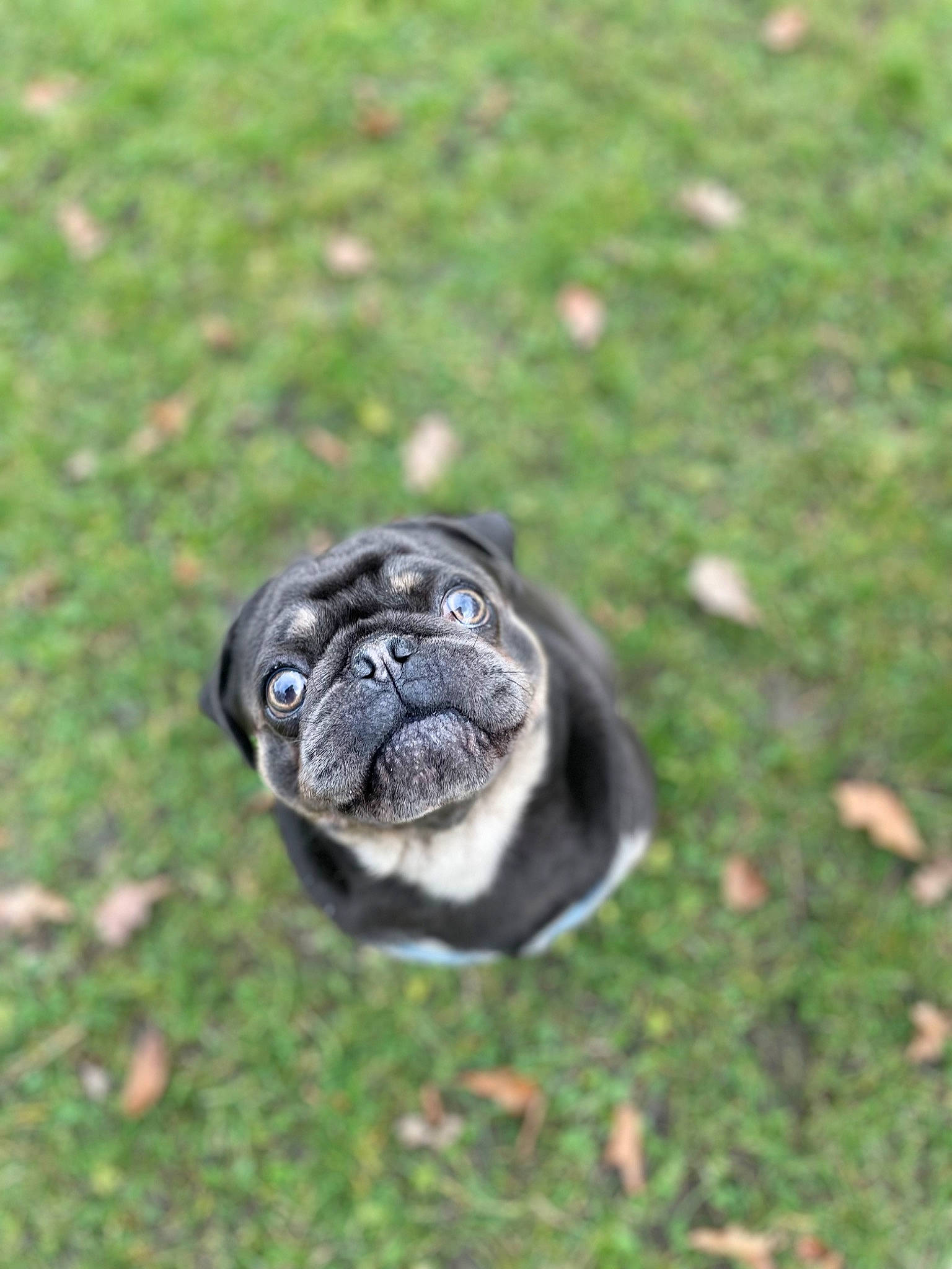 Prince is registered to the contest to win money with this photo: bulldog, canidae, carnivore, companion_dog, dog, dog_breed, fawn, grass, groundcover, non_sporting_group, pug, snout, sporting_group, tail, terrestrial_animal, toy_dog, tree, working_animal, wrinkle