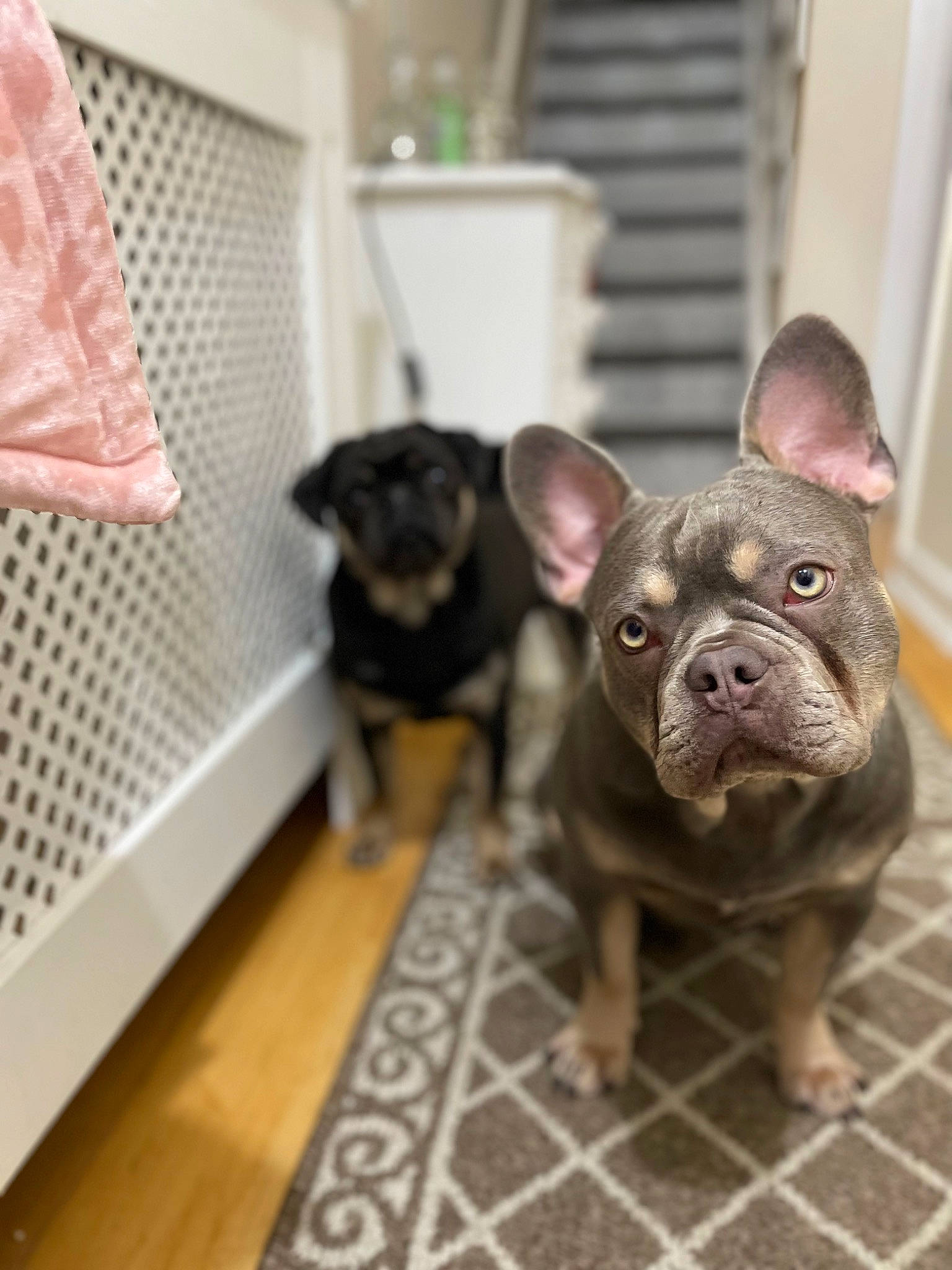 Duggee joined the competition — help win amazing prizes! bulldog, canidae, carnivore, comfort, companion_dog, dog, dog_breed, dog_supply, ear, fawn, flooring, fur, mammal, pet_supply, snout, sporting_group, toy_dog, vertebrate, whiskers, working_animal