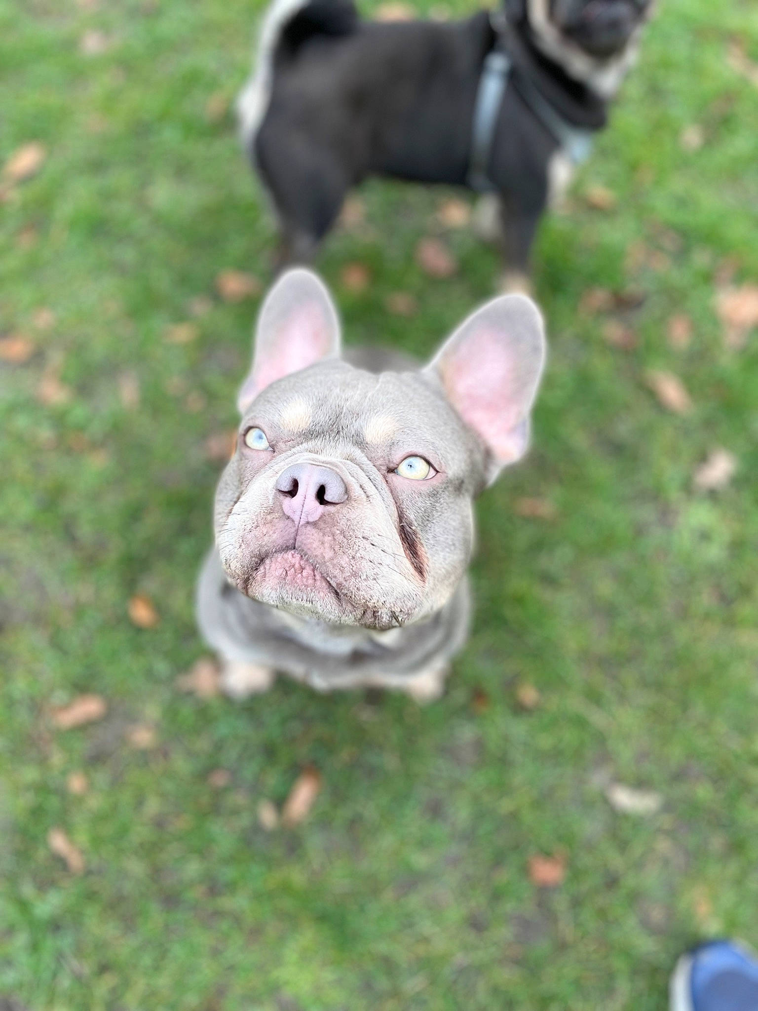 Duggee joined the competition — help win amazing prizes! bulldog, canidae, carnivore, collar, companion_dog, dog, dog_breed, fawn, foot, grass, non_sporting_group, pet_supply, snout, sporting_group, tail, terrestrial_animal, whiskers, working_animal, wrinkle