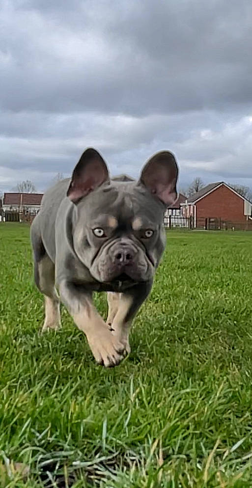 Duggee is registered to the contest to win money with this photo: building, bulldog, canidae, carnivore, cloud, companion_dog, dog, dog_breed, fawn, grass, grassland, molosser, plant, sky, snout, sporting_group, terrestrial_animal, toy_dog, whiskers, window