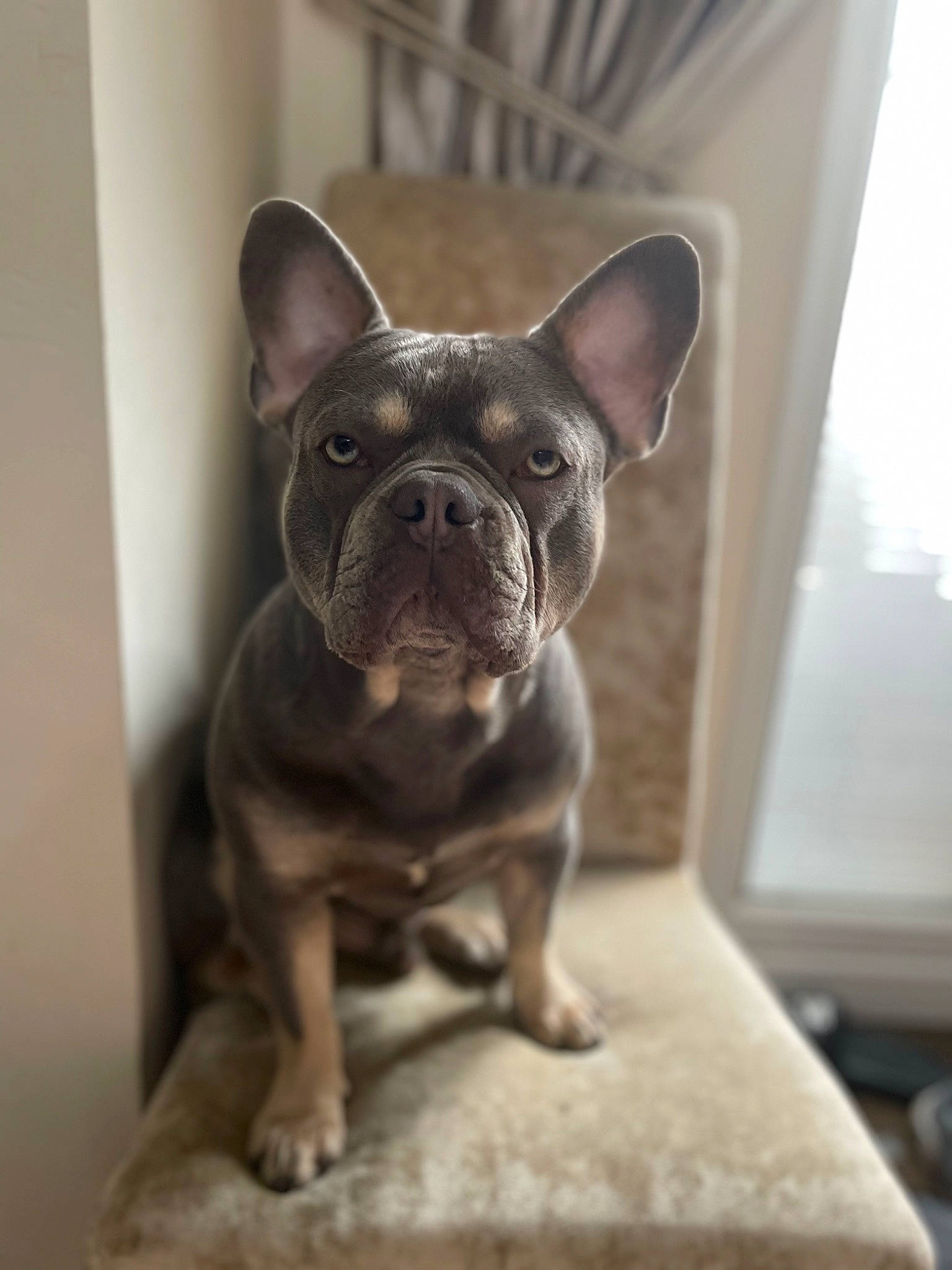 Duggee joined the competition — help win amazing prizes! bulldog, canidae, carnivore, companion_dog, dog, dog_breed, ear, fawn, flooring, french_bulldog, non_sporting_group, sculpture, snout, sporting_group, terrestrial_animal, toy_dog, whiskers, wood, working_animal, wrinkle