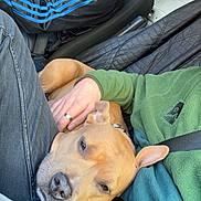 Tayah a rejoint le concours — aidez-le/la à gagner de superbes lots ! dog, car, person, seat, jacket, fleece, lap, resting, relaxed, brown_dog, blue_stripes, seatbelt, hand, casual_clothing, interior, window, daylight, comfort, companionship, pet