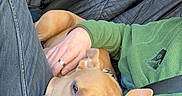 Tayah a rejoint le concours — aidez-le/la à gagner de superbes lots ! blue_stripes, brown_dog, car, casual_clothing, comfort, companionship, daylight, dog, fleece, hand, interior, jacket, lap, person, pet, relaxed, resting, seat, seatbelt, window