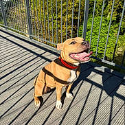 Tayah participe au concours pour gagner de l'argent avec cette photo : animal, canine, collar, cute, daytime, dog, fence, greenery, happy, nature, outdoor, panting, pet, railing, shadows, sitting, smiling, sunlight, tongue, wooden_deck