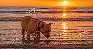 Tayah participe au concours pour gagner de l'argent avec cette photo : dog, sunset, ocean, water, reflection, animal, beach, collar, sky, clouds, sun, waves, silhouette, nature, outdoor, cute, pet, dusk, calm, colorful