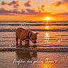 dog, sunset, ocean, water, reflection, animal, beach, collar, sky, clouds, sun, waves, silhouette, nature, outdoor, cute, pet, dusk, calm, colorful