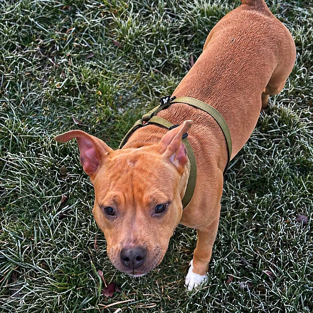 Tayah participe au concours pour gagner de l'argent avec cette photo : dog, brown_dog, pet, animal, grass, frost, outdoor, canine, young_dog, curious, harness, nature, winter, closeup, mammal, playful, ears, nose, tail, paw