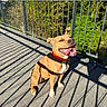 Tayah a rejoint le concours — aidez-le/la à gagner de superbes lots ! animal, canine, collar, daytime, dog, fence, greenery, happy, nature, outdoor, panting, pet, playful, railing, shadows, sitting, smiling, sunlight, tongue_out, wooden_deck