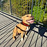 Tayah a rejoint le concours — aidez-le/la à gagner de superbes lots ! animal, canine, collar, daylight, dog, fence, greenery, happy, nature, outdoor, pet, playful, railing, shadow, sitting, smiling, summer, sunlight, tongue_out, wooden_deck