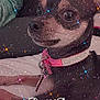 accessories, adult, animal, bodypart, canine, chihuahua, confetti, dog, face, finger, glitter, hand, leash, male, man, paper, person, pet, puppy, strap