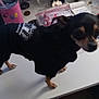 accessories, animal, bulldog, canine, chihuahua, desk, diningtable, dog, furniture, hound, person, pet, pingpong, pingpongpaddle, plywood, puppy, racket, sport, table, wood