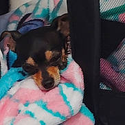 Baby is registered to the contest to win money with this photo: dog, blanket, pet_carrier, cozy, sleepy, fur, black, brown, face, ears, resting, indoor, soft_texture, colorful, pink, blue, white, mesh, close_up, animal