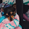 dog, blanket, pet_carrier, cozy, sleepy, fur, black, brown, face, ears, resting, indoor, soft_texture, colorful, pink, blue, white, mesh, close_up, animal