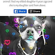 Baby is registered to the contest to win money with this photo: advertisement, animal, book, bostonbull, bulldog, canine, chihuahua, dog, envelope, face, greetingcard, head, mail, page, pet, poster, publication, pug, puppy, text