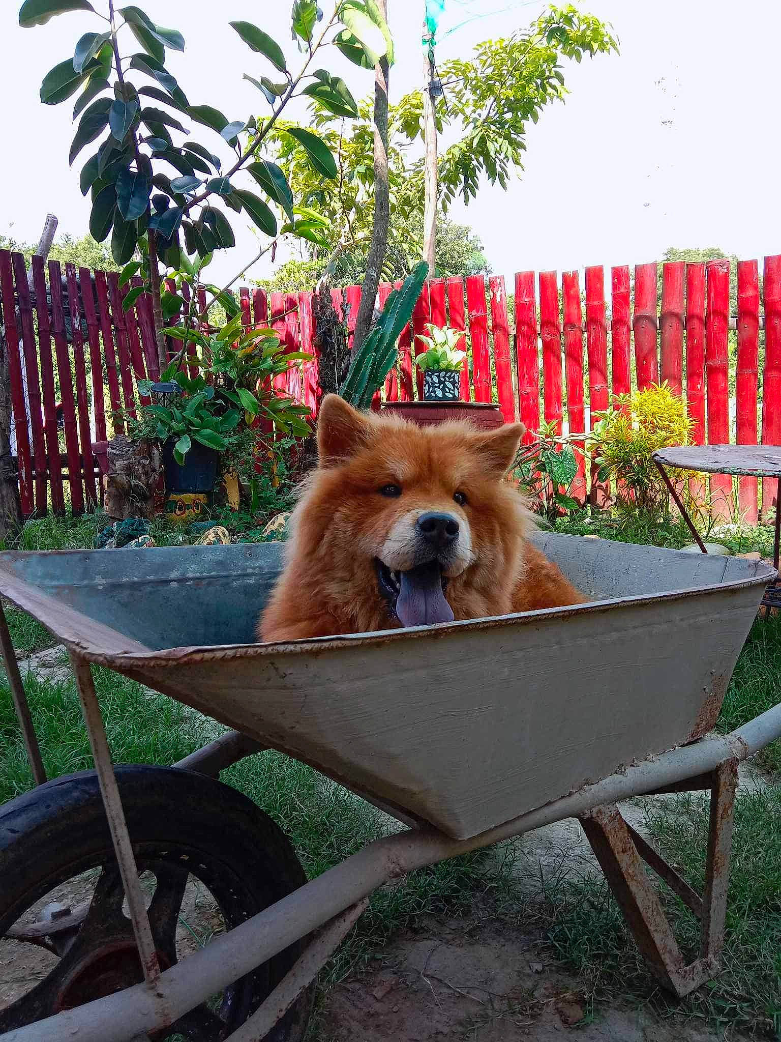 Rocko is registered to the contest to win money with this photo: carnivore, chair, companion_dog, dog, dog_breed, dog_supply, fawn, flower, garden, grass, leisure, liver, outdoor_furniture, pet_supply, plant, sky, snout, sporting_group, wood, working_animal