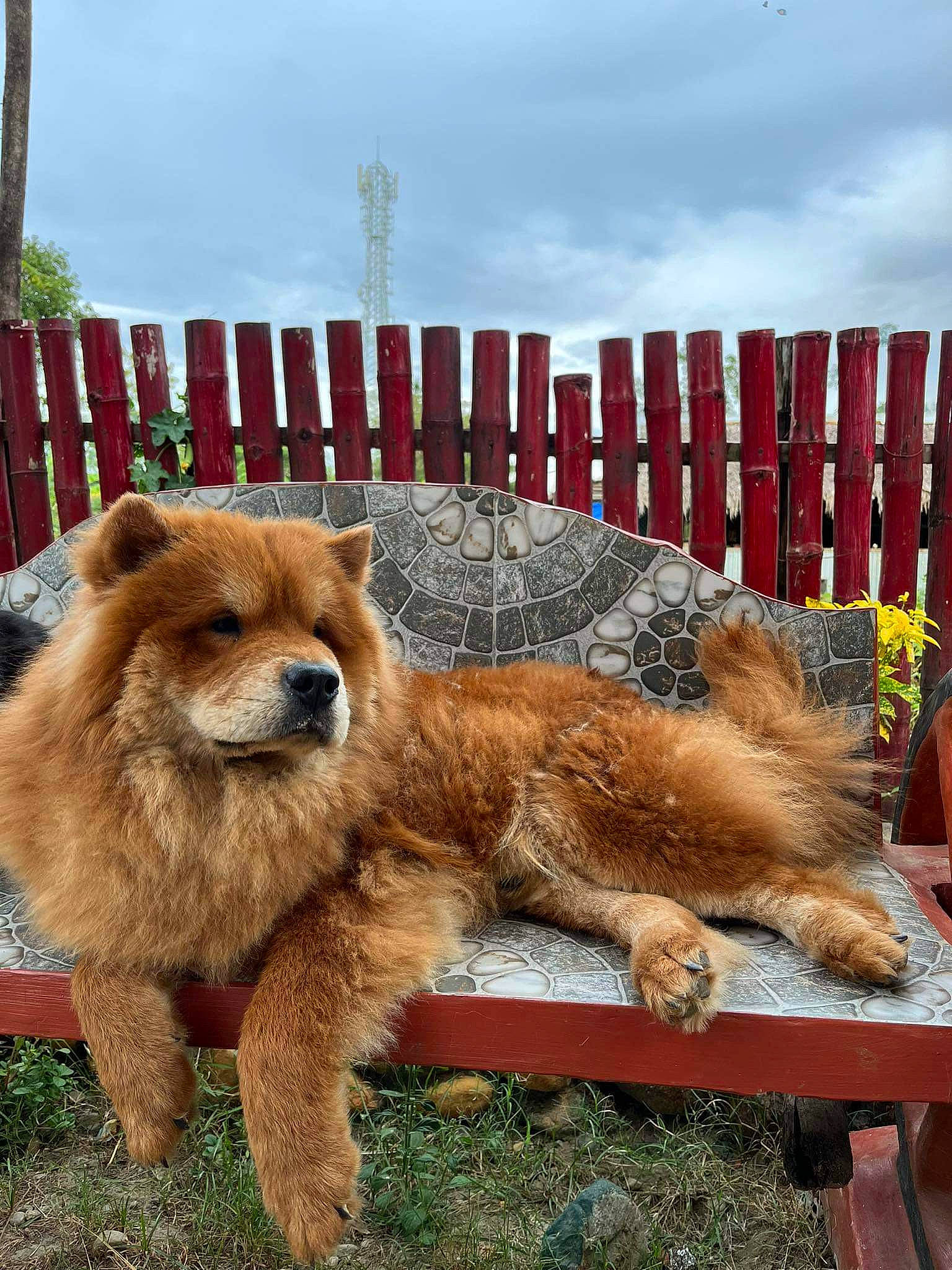 Rocko is registered to the contest to win money with this photo: canidae, carnivore, claw, cloud, companion_dog, dog_breed, fawn, fence, fox, fur, grass, landscape, sky, snout, tail, terrestrial_animal, whiskers, wildlife, zoo