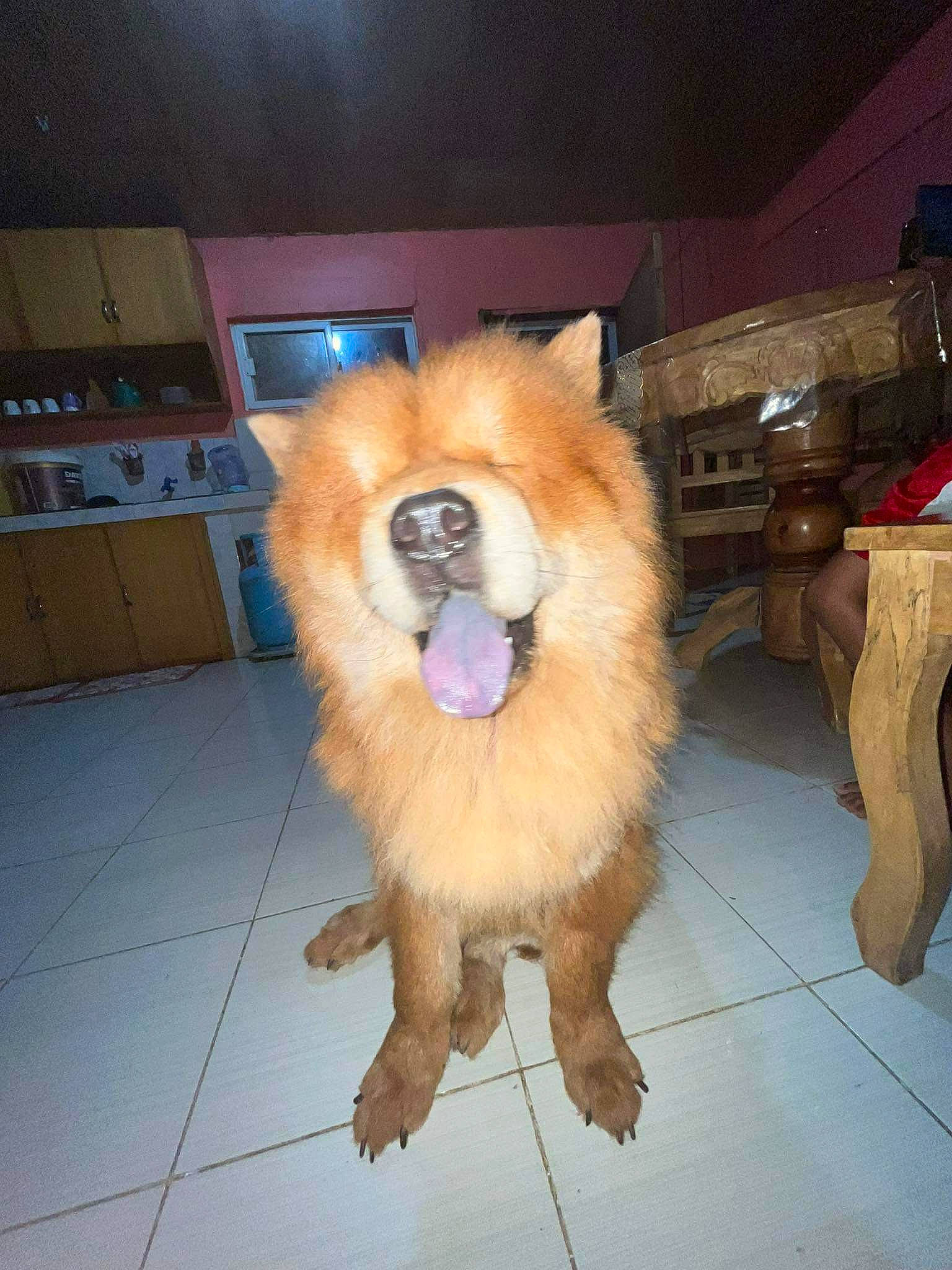 Rocko is registered to the contest to win money with this photo: cabinetry, canidae, carnivore, companion_dog, cupboard, dog, dog_breed, dog_supply, fawn, flooring, fur, german_spitz, german_spitz_klein, pomeranian, snout, spitz, sporting_group, tail, toy_dog, whiskers