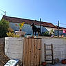 dog, garden, wall, plant, pot, ladder, wooden_door, sky, house, roof, sunlight, outdoor, fence, yard, brick_wall, flower_pot, vegetation, daytime, pet, suburban