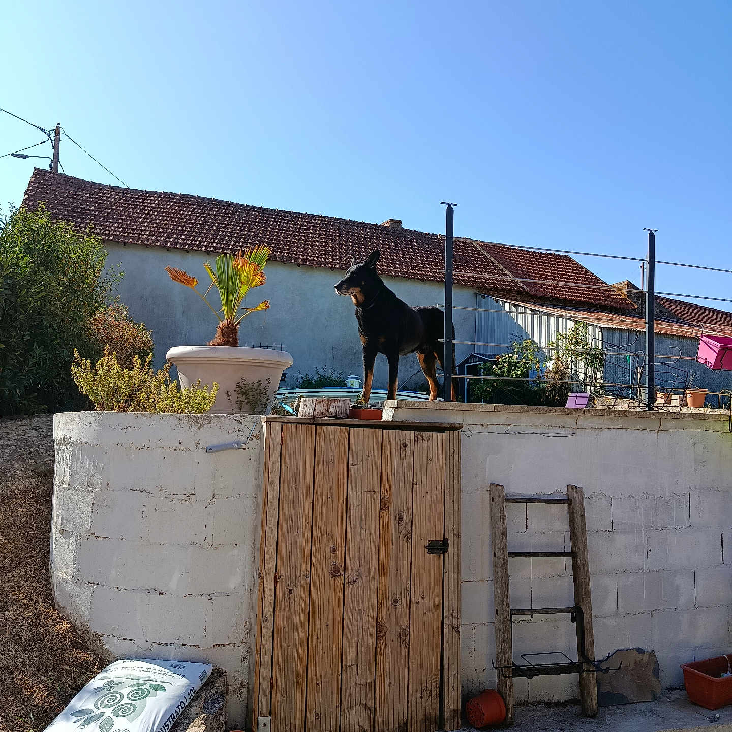 Izou a rejoint le concours — aidez-le/la à gagner de superbes lots ! dog, garden, wall, plant, pot, ladder, wooden_door, sky, house, roof, sunlight, outdoor, fence, yard, brick_wall, flower_pot, vegetation, daytime, pet, suburban