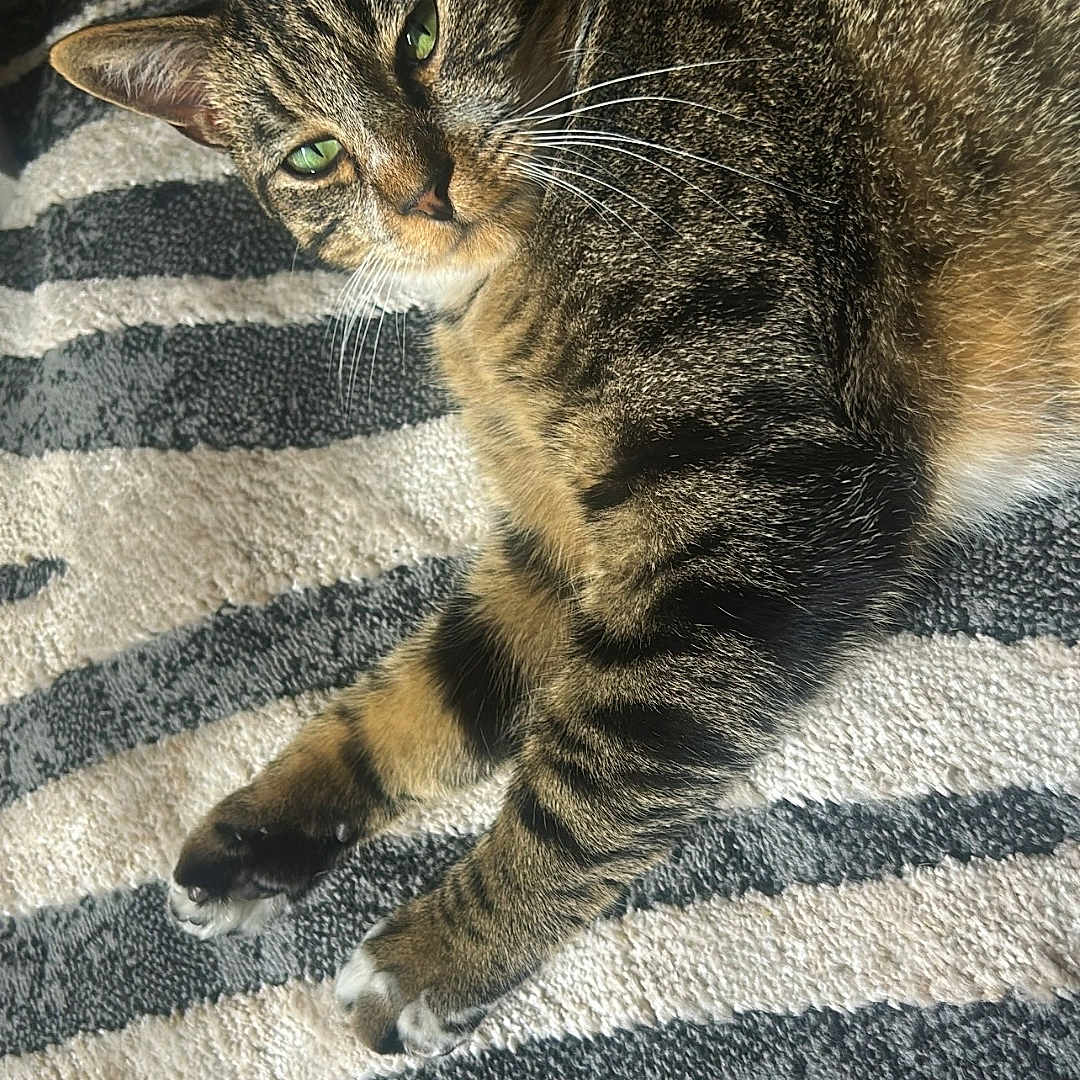 Kiko
