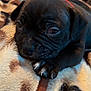 puppy, dog, black_dog, sleepy, blanket, paw, fur, pet, cute, animal, canine, resting, indoor, closeup, snuggled, soft, young_dog, companion, adorable, pet_bed