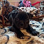 puppy, dog, black_dog, blanket, leopard_print, indoor, window, sunlight, bedroom, cozy, pet, animal, young_dog, fur, cute, resting, close_up, soft, warm, comfort
