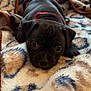 puppy, dog, black_dog, blanket, red_collar, indoor, cute, pet, animal, lying_down, soft_texture, cozy, fur, small_dog, young_dog, resting, close_up, bedroom, patterned_blanket, adorable