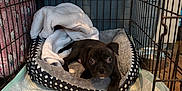Orion is registered to the contest to win money with this photo: puppy, dog, crate, bed, blanket, indoor, pet, animal, cute, black_dog, wooden_floor, resting, young_dog, looking_at_camera, metal_cage, cozy, furniture, home, domestic_animal, floor