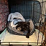puppy, dog, crate, bed, blanket, indoor, pet, animal, cute, black_dog, wooden_floor, resting, young_dog, looking_at_camera, metal_cage, cozy, furniture, home, domestic_animal, floor