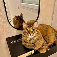 Truffe a rejoint le concours — aidez-le/la à gagner de superbes lots ! black, book, brown, cat, closeup, cozy, curious, domestic_animal, fluffy, furniture, indoor, mirror, pet, portrait, reflection, relaxing, shelf, tabby_cat, wall, yellow_eyes