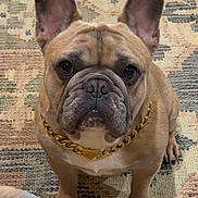 Floyd joined the competition — help win amazing prizes! dog, french_bulldog, pet, indoor, carpet, gold_chain, brown, cute, animal, face, ears, sitting, looking_at_camera, paw, domestic, companion, portrait, fur, canine, attention