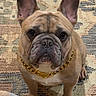 dog, french_bulldog, pet, indoor, carpet, gold_chain, brown, cute, animal, face, ears, sitting, looking_at_camera, paw, domestic, companion, portrait, fur, canine, attention