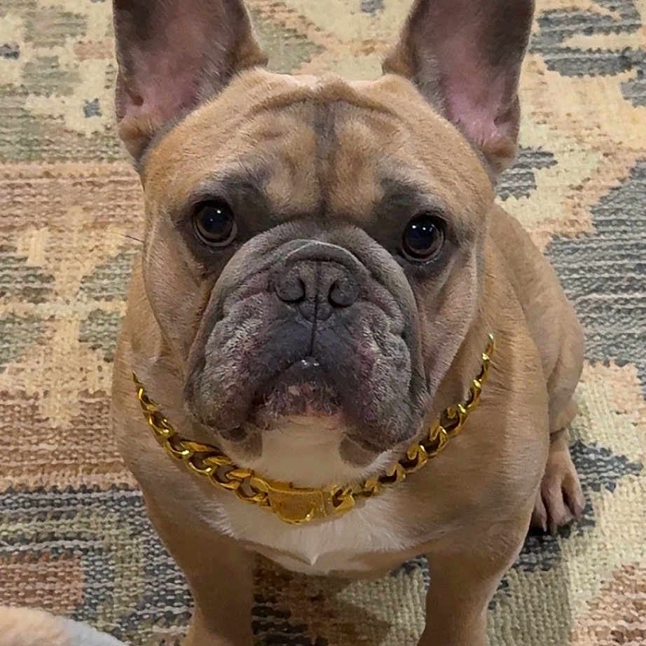 Floyd joined the competition — help win amazing prizes! dog, french_bulldog, pet, indoor, carpet, gold_chain, brown, cute, animal, face, ears, sitting, looking_at_camera, paw, domestic, companion, portrait, fur, canine, attention