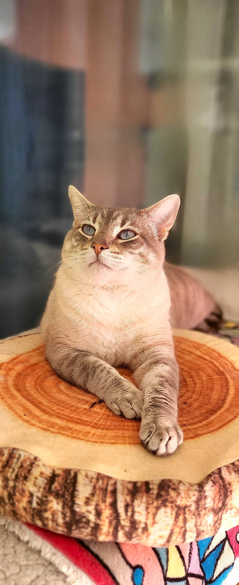 Sangha participe au concours pour gagner de l'argent avec cette photo : carnivore, cat, cat_supply, claw, comfort, domestic_short_haired_cat, fawn, felidae, fur, paw, pet_supply, sitting, small_to_medium_sized_cats, snout, tail, terrestrial_animal, whiskers, wildlife, window, wood