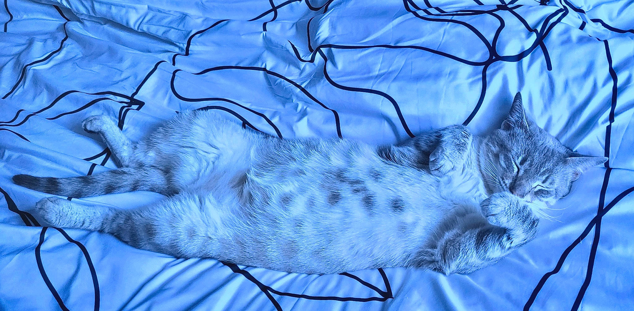 Sangha a rejoint le concours — aidez-le/la à gagner de superbes lots ! azure, big_cats, electric_blue, felidae, freezing, frost, fur, leopard, linens, organism, pattern, small_to_medium_sized_cats, snout, snow, sporting_group, tail, terrestrial_animal, whiskers, wildlife, winter