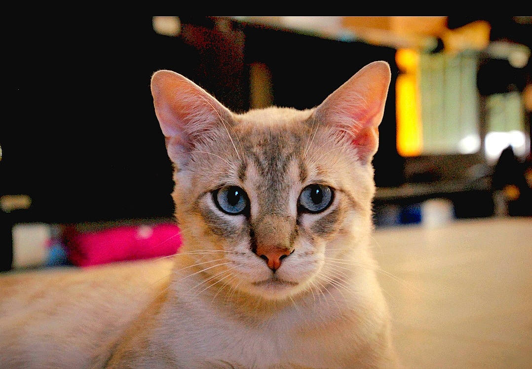 Sangha a rejoint le concours — aidez-le/la à gagner de superbes lots ! carnivore, cat, domestic_short_haired_cat, fang, fawn, felidae, fur, pet_supply, small_to_medium_sized_cats, snout, tail, terrestrial_animal, whiskers, wildlife, window