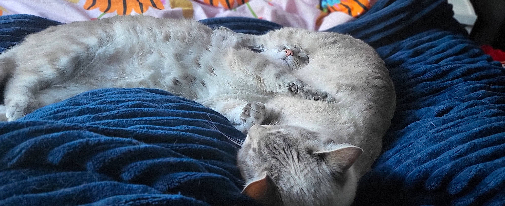 Sangha participe au concours pour gagner de l'argent avec cette photo : carnivore, cat, claw, comfort, domestic_short_haired_cat, felidae, fur, grey, mammal, nap, paw, sleep, small_to_medium_sized_cats, snout, tail, terrestrial_animal, vertebrate, whiskers