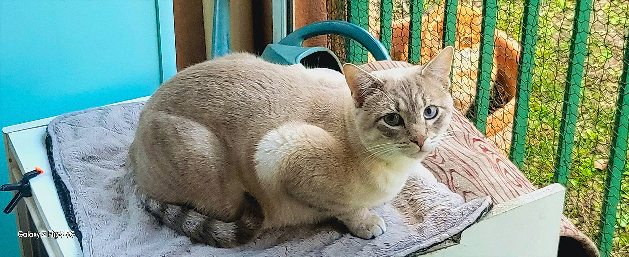 Sangha a rejoint le concours — aidez-le/la à gagner de superbes lots ! carnivore, cat, cat_supply, claw, comfort, domestic_short_haired_cat, fawn, felidae, fence, fur, paw, pet_supply, small_to_medium_sized_cats, snout, tail, terrestrial_animal, thai, whiskers, wildlife, window