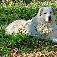Nooka a rejoint le concours — aidez-le/la à gagner de superbes lots ! dog, white_dog, animal, outdoor, grass, wildflowers, nature, sunlight, meadow, lying_down, pet, canine, fur, relaxed, peaceful, garden, greenery, summer, daylight, flora