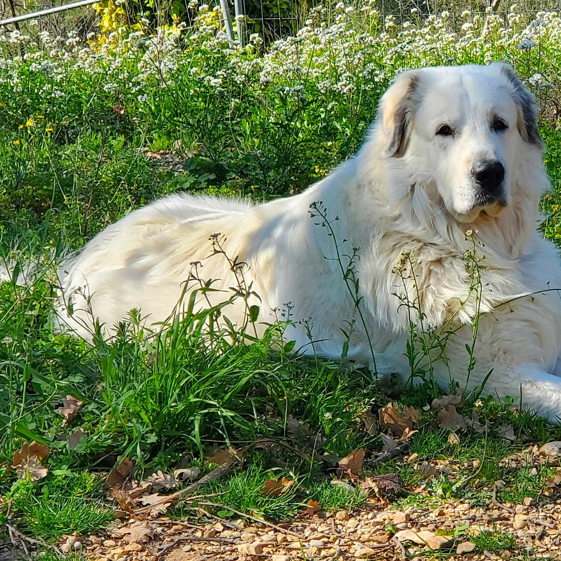 Nooka a rejoint le concours — aidez-le/la à gagner de superbes lots ! dog, white_dog, animal, outdoor, grass, wildflowers, nature, sunlight, meadow, lying_down, pet, canine, fur, relaxed, peaceful, garden, greenery, summer, daylight, flora
