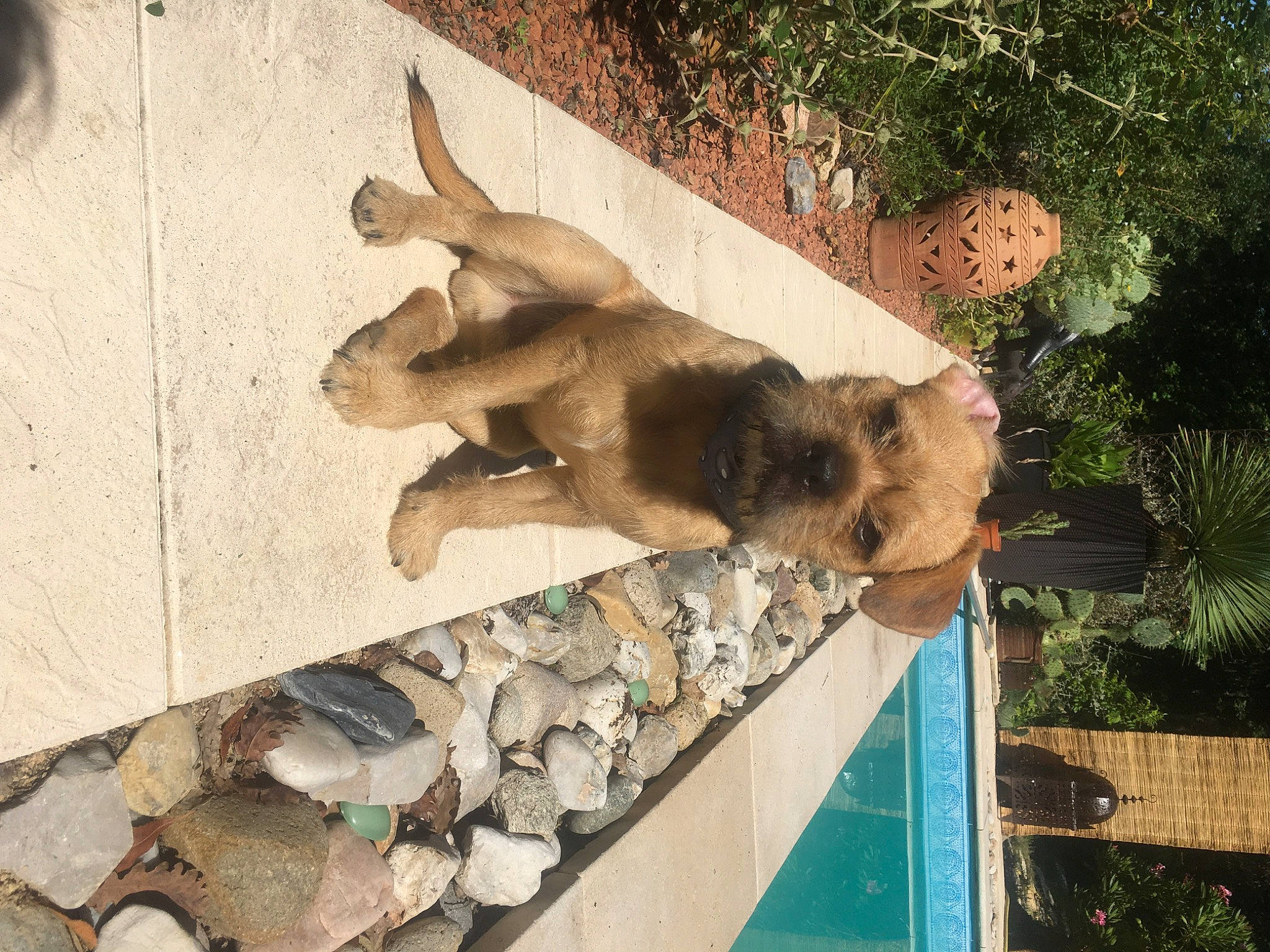 Georges participe au concours pour gagner de l'argent avec cette photo : art, barechested, canidae, concrete, fawn, human_leg, plant, rock, sculpture, sporting_group, tail, terrestrial_animal, tree, wildlife, wood, working_animal