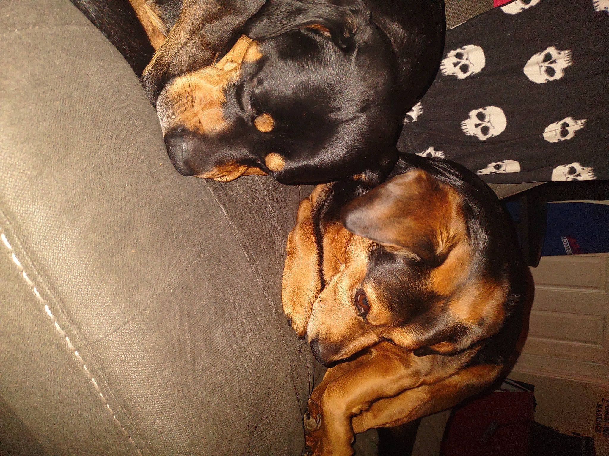 Shadow joined the competition — help win amazing prizes! canidae, carnivore, comfort, companion_dog, dog, dog_breed, dog_supply, fawn, fur, guard_dog, liver, montenegrin_mountain_hound, paw, pet_supply, snout, sporting_group, toy_dog, working_animal, working_dog